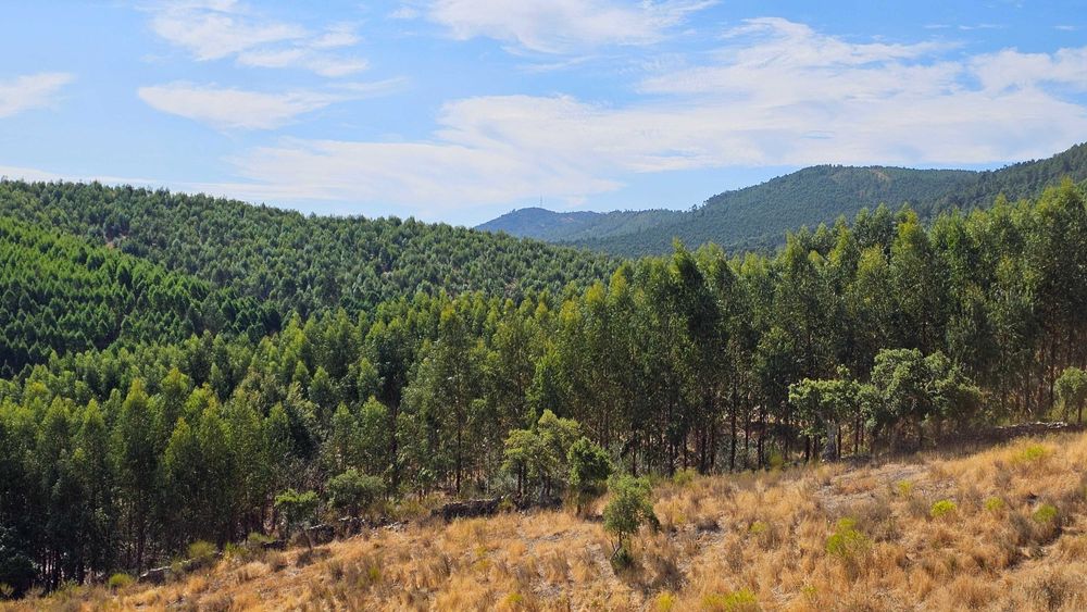Terreno Rústico com 43 Hectares em Nisa, Portalegre