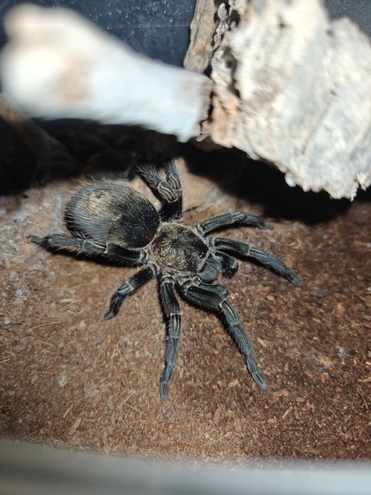 T. pruriens 4.5DC Samiczka