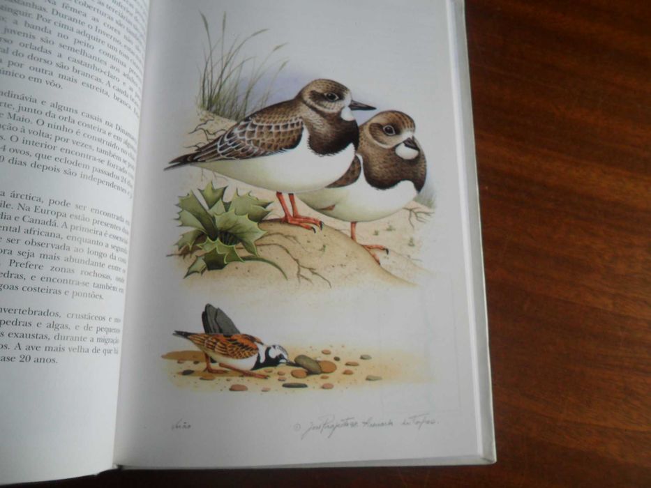"Aves da Costa Alentejana" de José Projecto e Miguel Lecoq -1ª Ed 1998