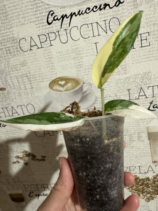 Монстера undetermined