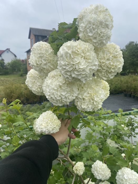 Калина махрова.  Бульденеж