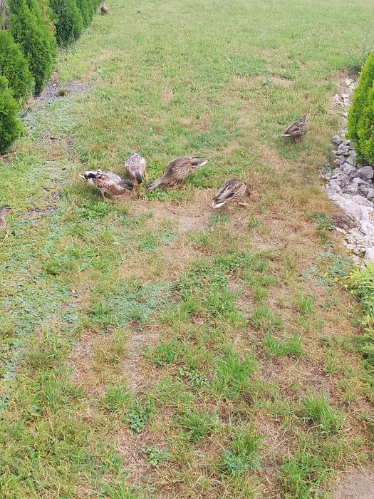 kaczki ozdobne młode