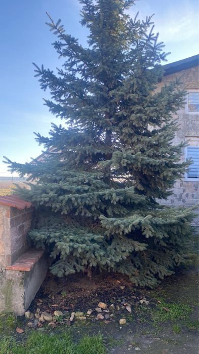 Жива ялинка.