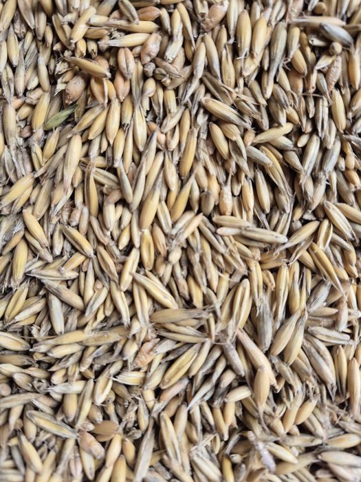 Owies I pszenzyto sprzedam