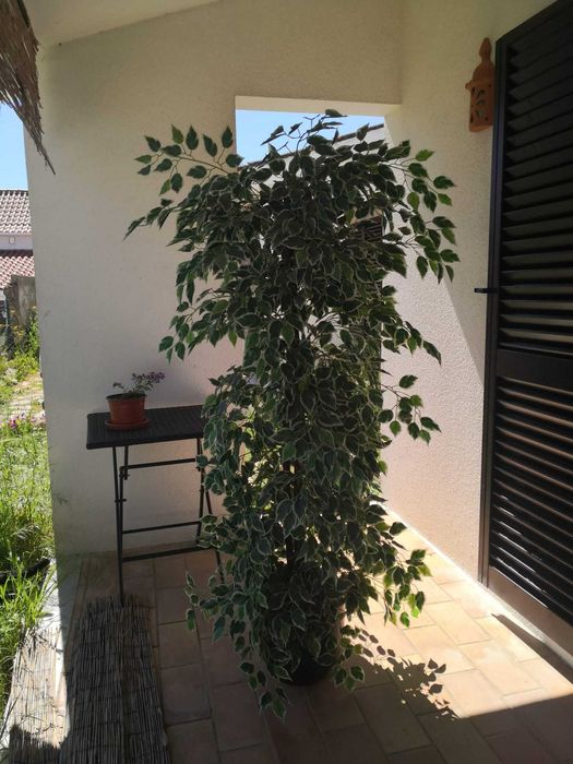 planta artificial 150 cm