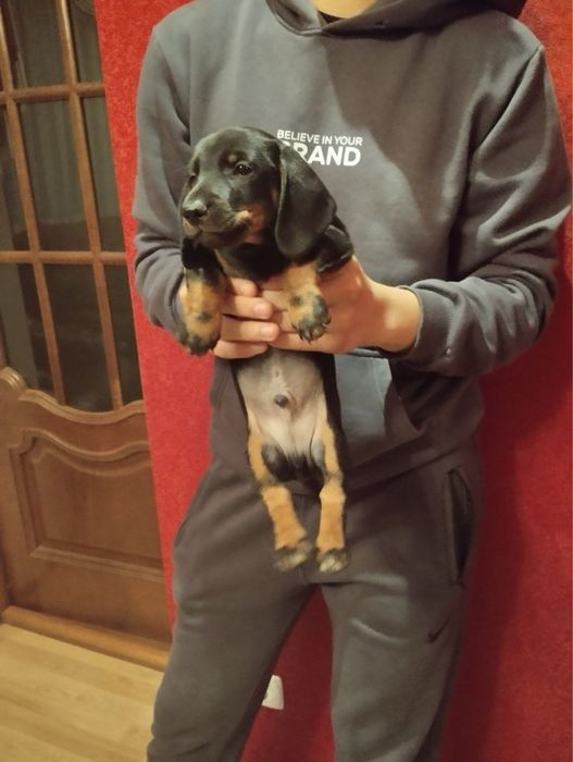 Продам цуценят Такси