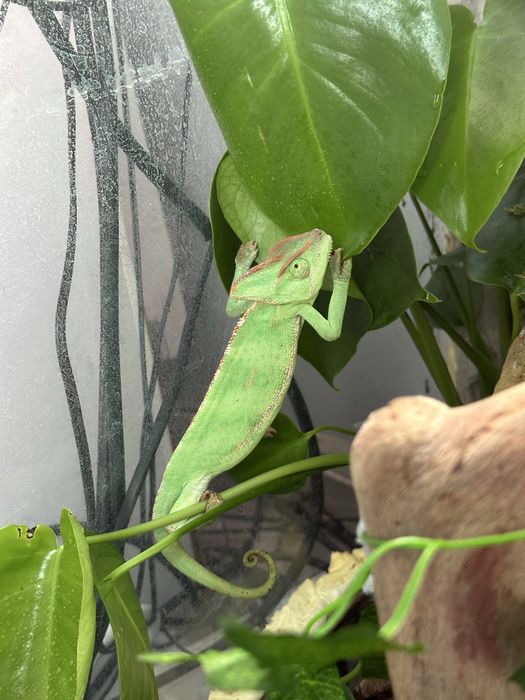 Terrarium z wodospadem dł:60 szer:40 wys:90(kameleon,gekon)