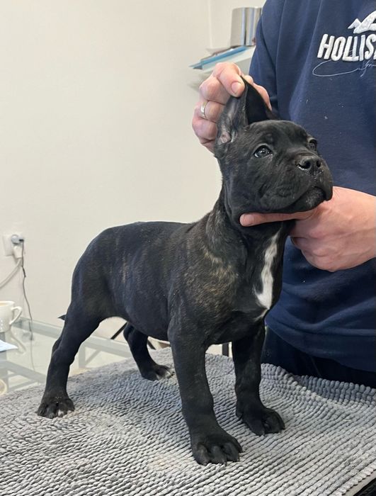 Cane Corso mocny Pies