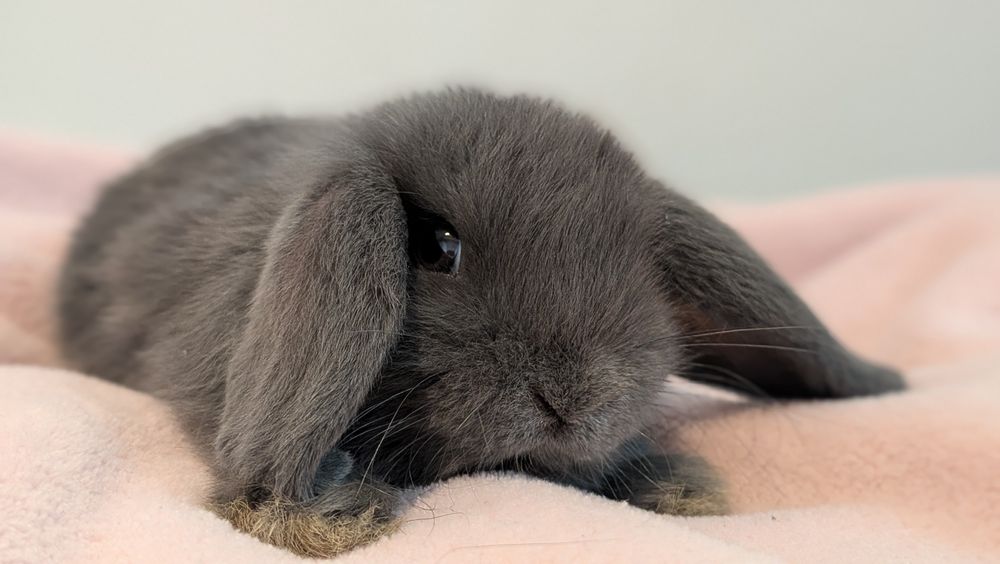Mini Lop - karzełek baranek