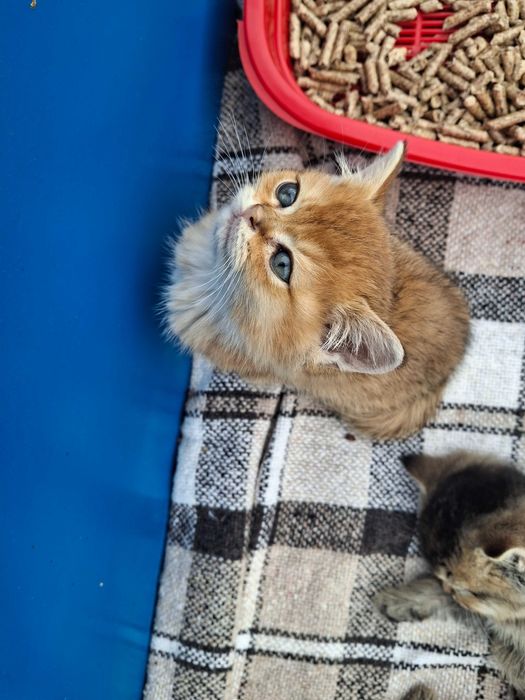 Продаж Кошеня Британська  Золота Шиншила