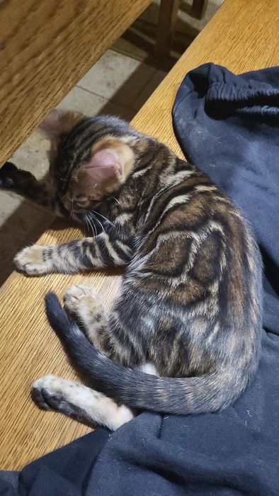 Bengal, bengalski  . Kot Rodowód