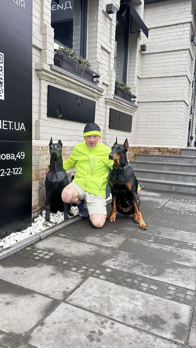 Дрессировка и выгул собак