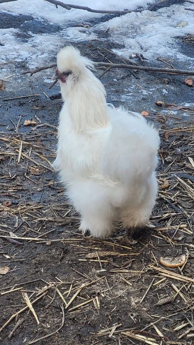 Kogut silki silka biały