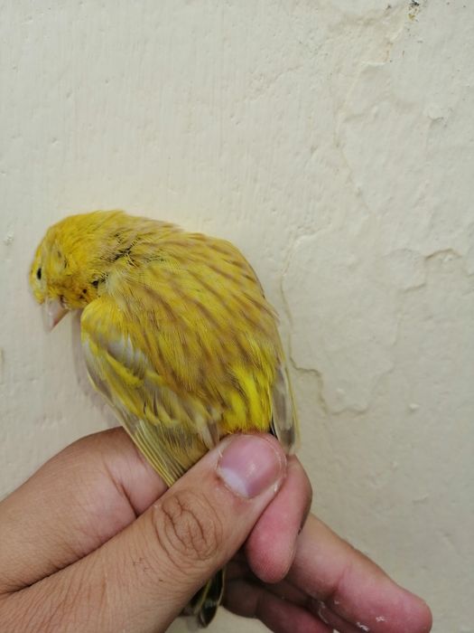 Aves para ceder preço porpocional a qualidade da ave
