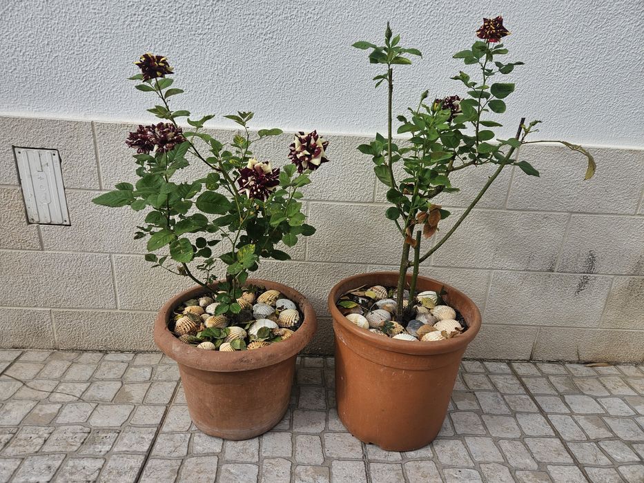 Roseira variegata tricolor