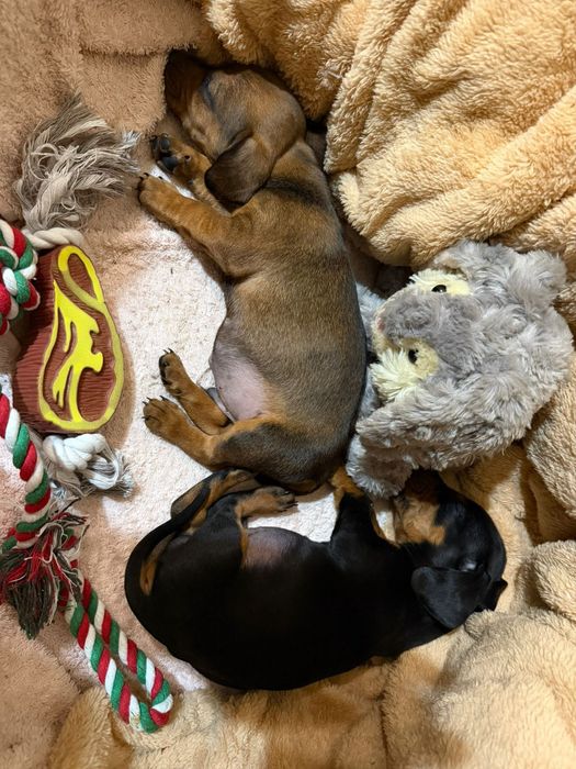 Міні таксочки шукають сім'ю