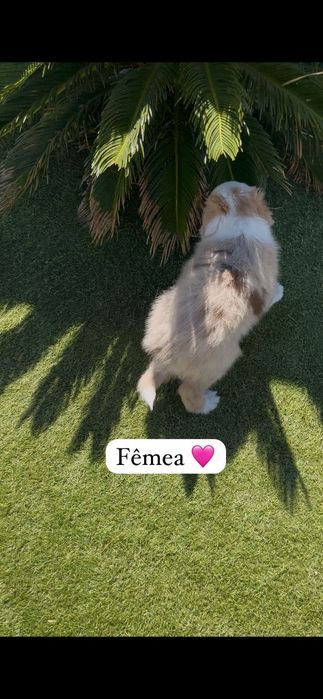 Border collie fêmea