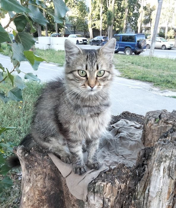 Незламна киця шукає нову подину