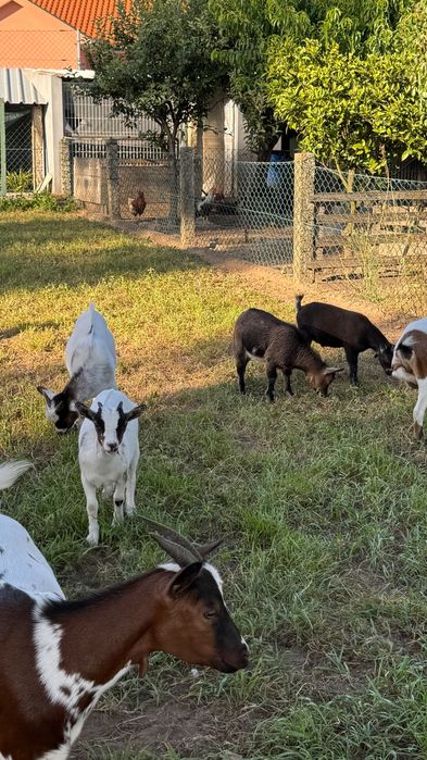 Cabras anãs machos