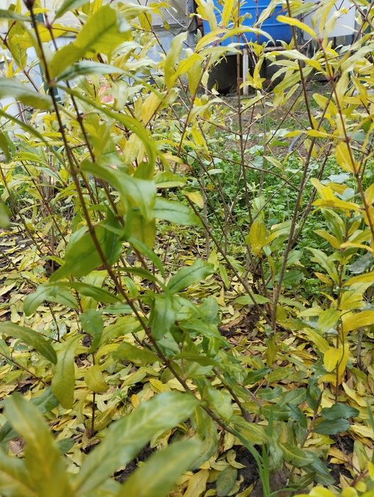 Продам  саженцы сортового граната