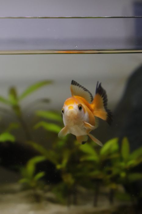 Peixe dourado procura dono