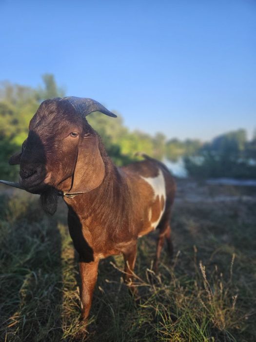 Парування з козликом