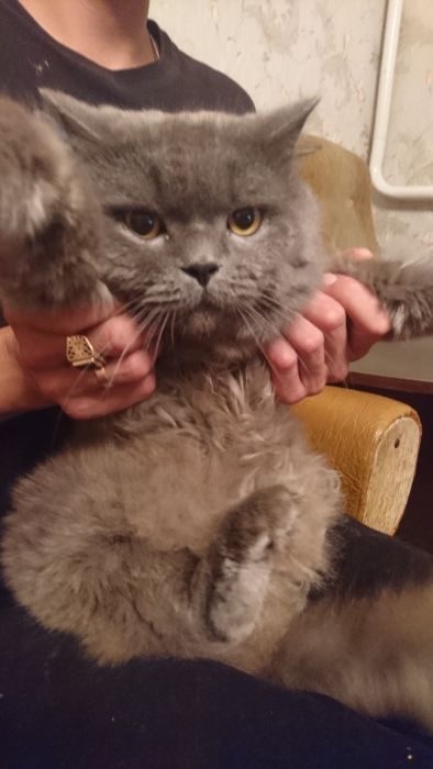 Кот на вязку прямоушка