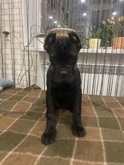 Цуценята Кане Корсо