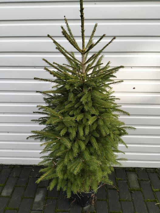 Świerk pospolity w donicy