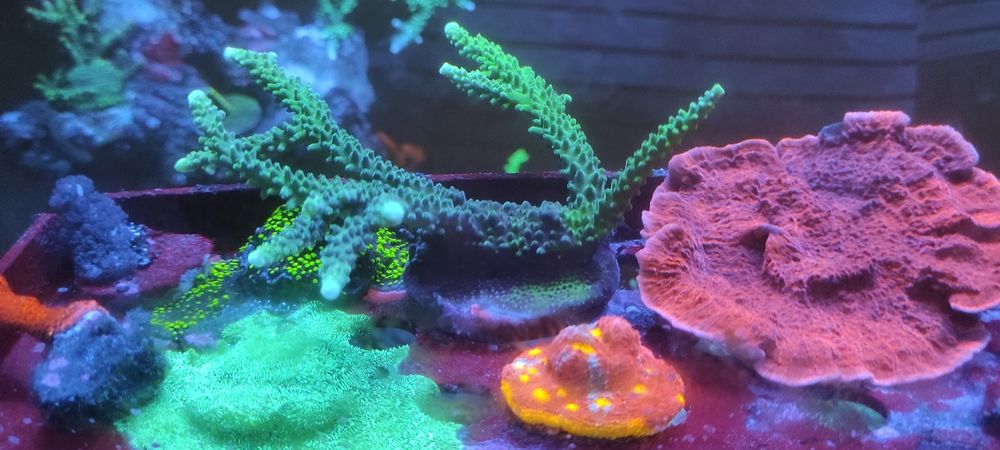 Acropora Tumida zielona