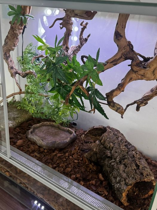 Terrarium 80x50x40 z wyposażeniem