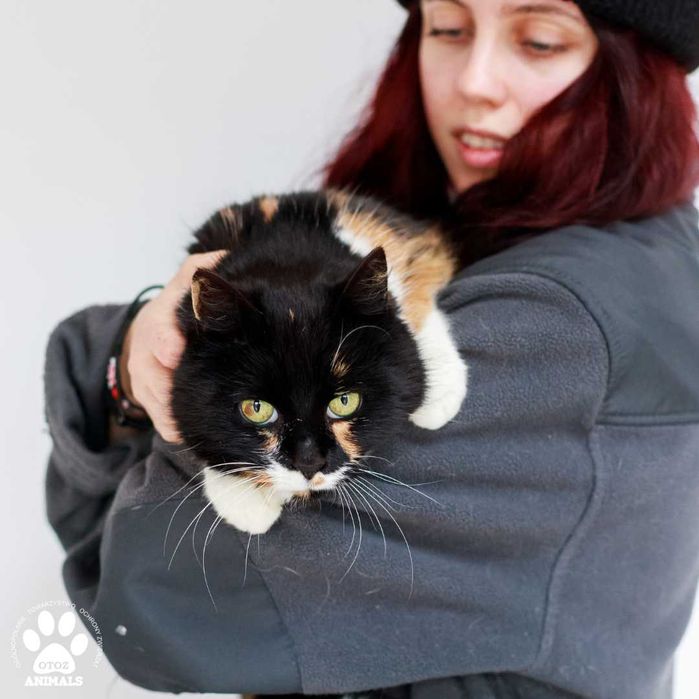 Śliczna kotka do adopcji! Poznajcie Hrabinę!
