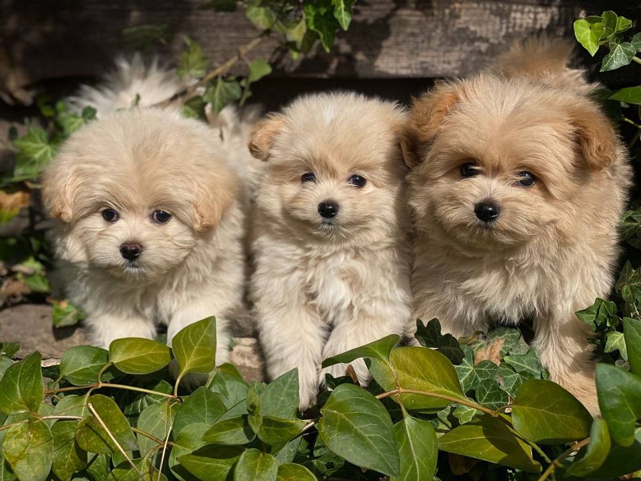 Малюки Pomapoo кремові мілашки
