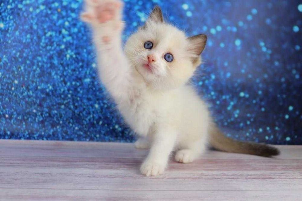 Чудовий синьоокий котик регдол.