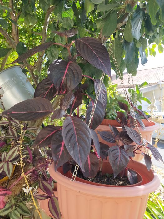Planta de interior ou exterior