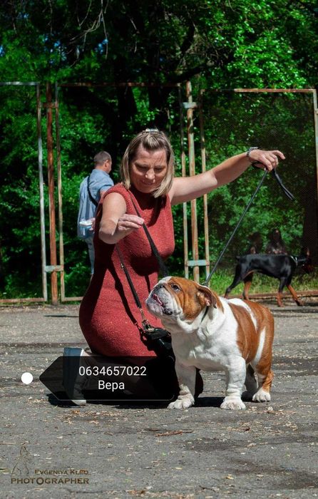 Вязка английский бульдог