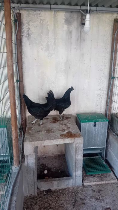Galinhas Aramy Ceramy