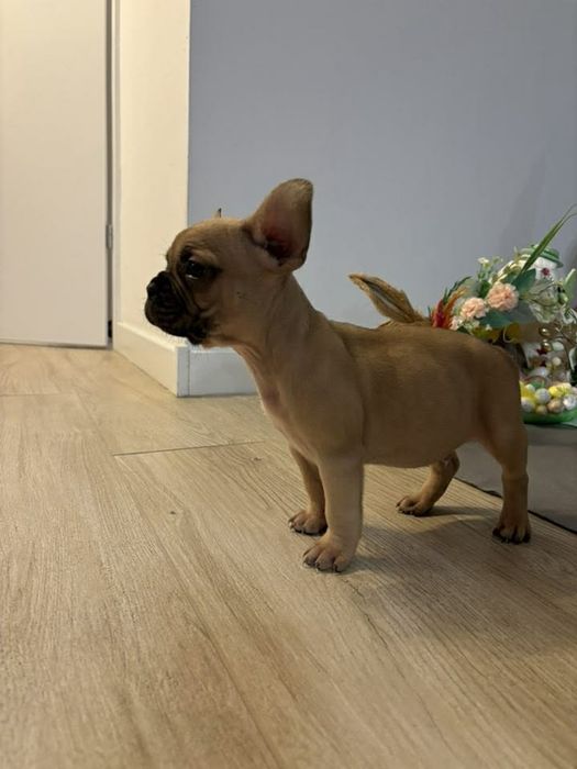 Buldog francuski samiec płowy