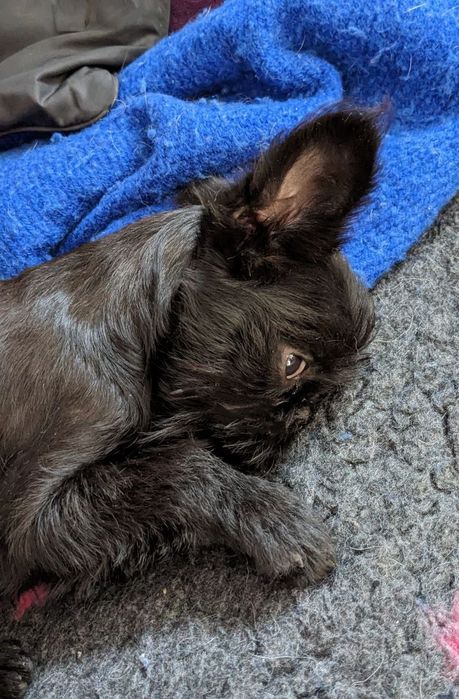 Дівчинка бельгійський грифон