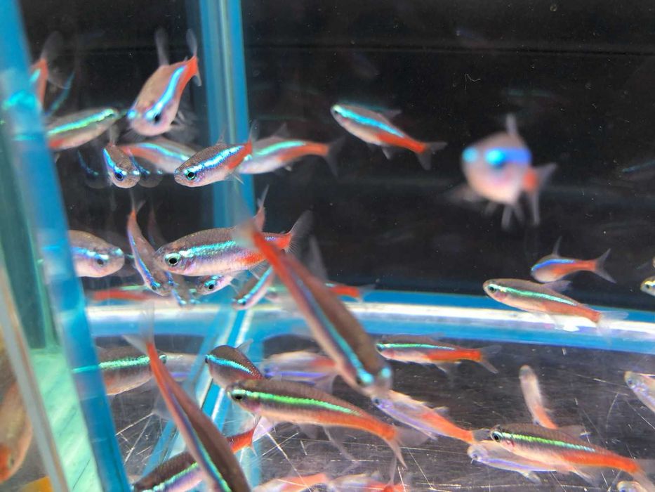 Rybki  akwariowe - Neonek Neonki Innesa