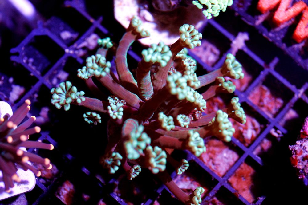 Alveopora Większe Szczepki FAT POLIP FLUOLAMPS WYSYLKI