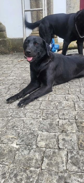 cães para adopção