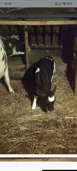 Телятко на тримання