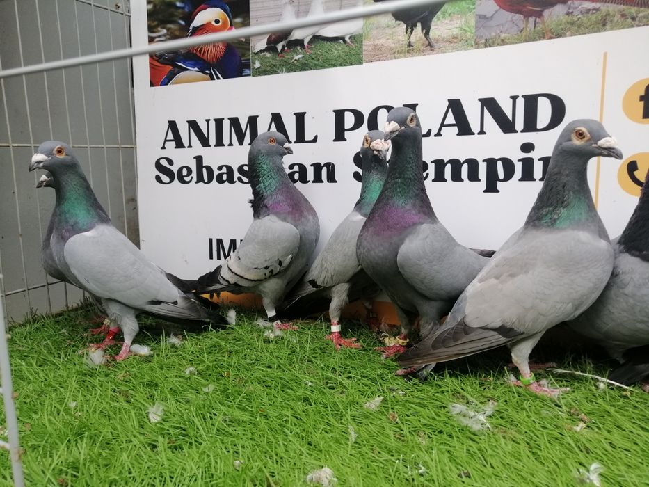 Gołębie pocztowe. Barles. Barlesy. Możliwy transport od 2 stycznia