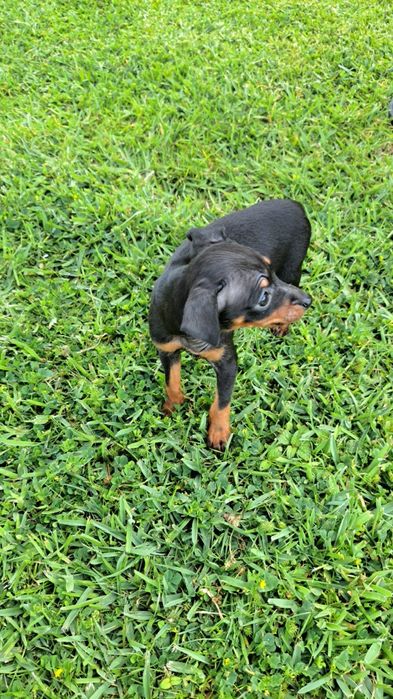 Pinscher macho preto afogueado