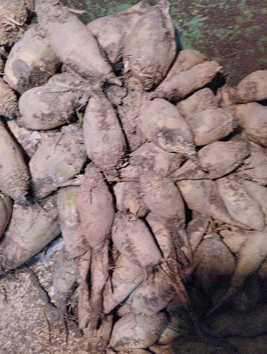 Продам кормовой буряк