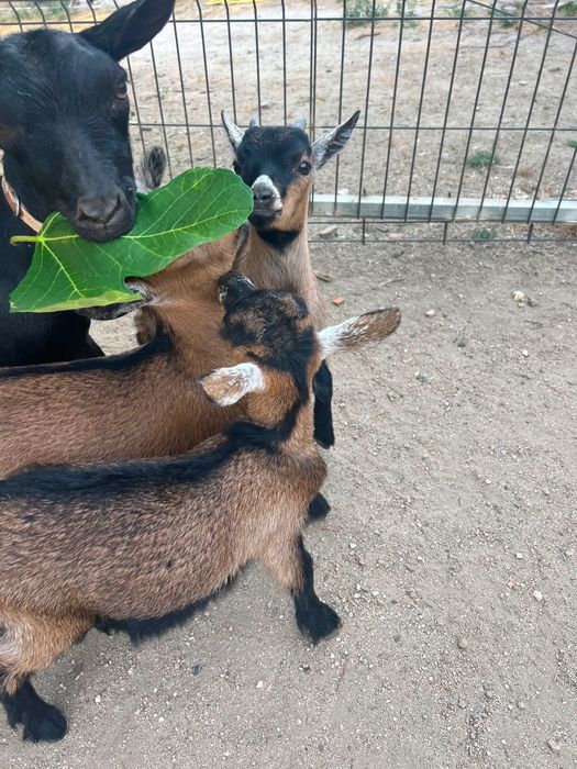 Cabritos anãos, 3 juntos ou separado
