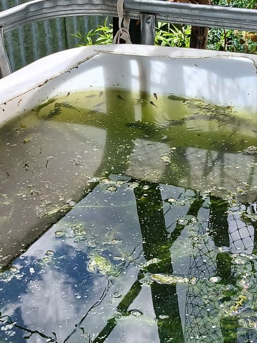Peixes de aquário ou lago de água fria