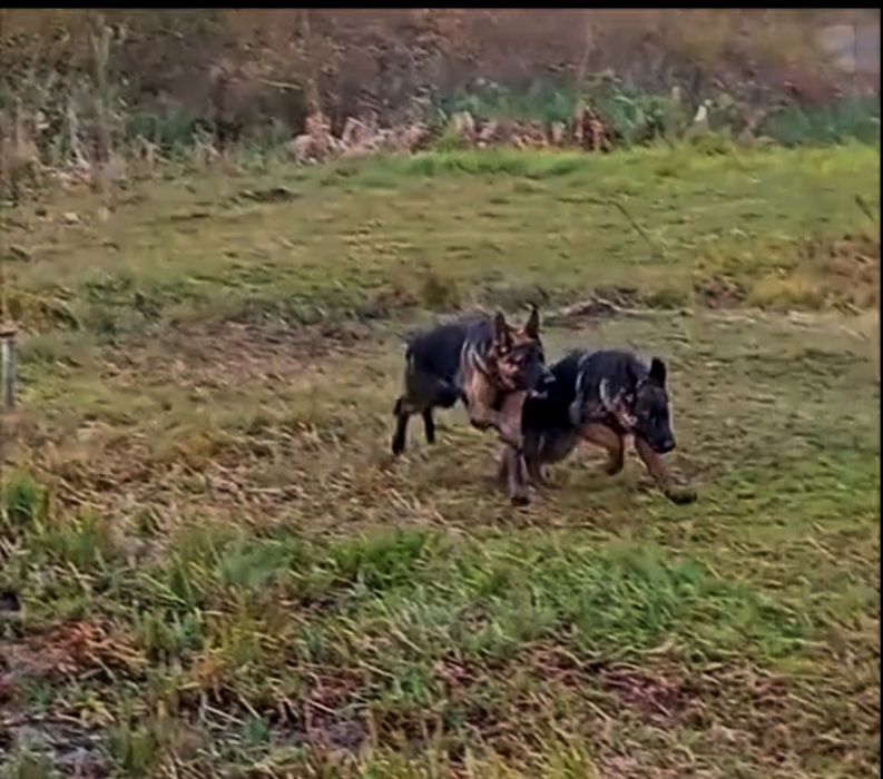 Роскошные суки.Крупные и яркие.