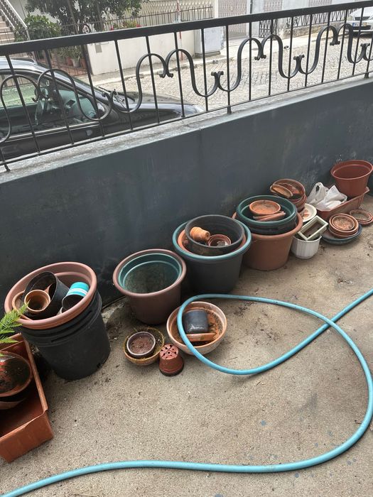 Plantas diversas e vasos